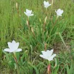 Rain lilies