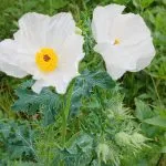 White Mexican prickly poppy
