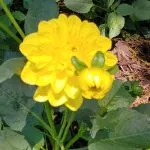 Yellow dahlia