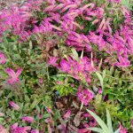 Pink gomphrena