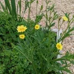 Yellow daisies