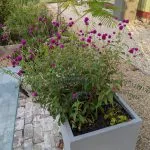 Purple gomphrena